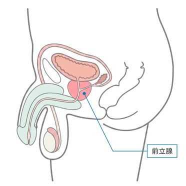 前立腺の図